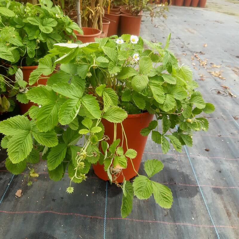 Poziomka MIX czerwono-żółta poj, 4L - obrazek 3