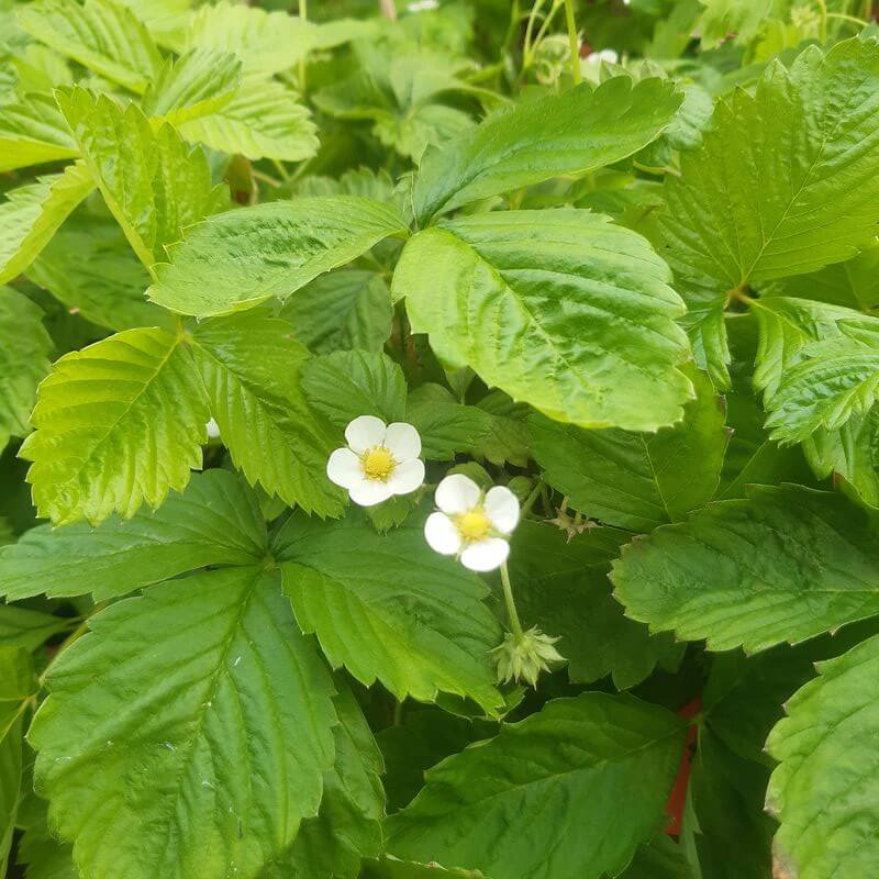 Poziomka MIX czerwono-żółta poj, 4L - obrazek 4