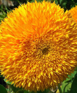 Słonecznik ozdobny SUNGOLD TALL  poj. P9