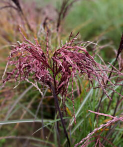 Miskant chiński „Little Miss” poj. 4 L