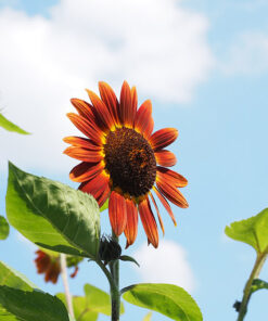 Alternative view of Słonecznik ozdobny CZERWONE SERCE  poj. P9