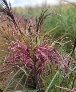 Alternative view of Miskant chiński „Little Miss” poj. 4 L