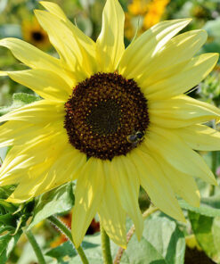 Słonecznik ozdobny ITALIAN WHITE  poj. P9