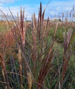 Miskant chiński Gracillimus poj. 2L