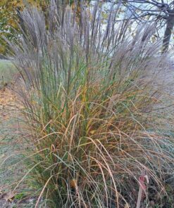 Miskant chiński ‘Silberspinne’ poj. 4 L