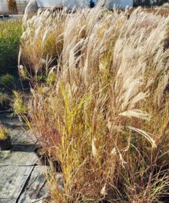 Alternative view of Miskant chiński ‘Silberspinne’ poj. 4 L