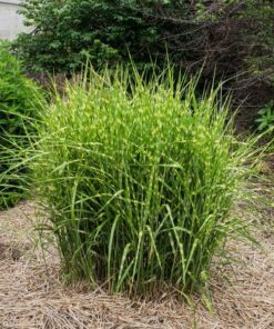 Miskant chiński 'Zebrinus' poj, 4L