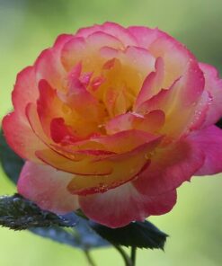 Alternative view of Róża wielkokwiatowa 'Desse' w poj. 4 L