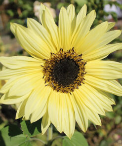 Alternative view of Słonecznik ozdobny ITALIAN WHITE  poj. P9