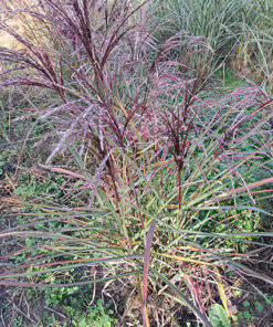 Alternative view of Miskant chiński 'New Hybrid' poj. 4 L