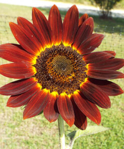 Alternative view of Słonecznik ozdobny MOLLIN ROUGE poj. P9