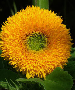 Alternative view of Słonecznik ozdobny SUNGOLD TALL  poj. P9