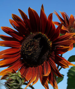 Słonecznik ozdobny CZERWONE SERCE  poj. P9