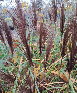 Miskant chiński 'New Hybrid' poj. 4 L