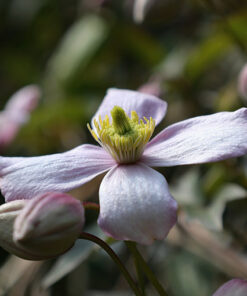 Alternative view of Clematis górski Montana ‘Tetrarose’ poj. P9/C1