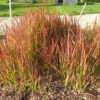 Imperata cylindryczna 'Red Baron' P9/C1