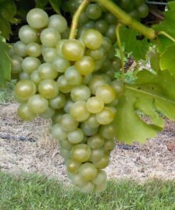 Alternative view of Winorośl Seyval Blanc poj. 2L