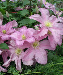 Alternative view of Clematis Comtesse de Bauchaud P9/C1