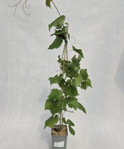 Winorośl Leon Millot  poj. C2