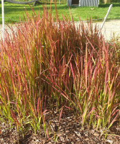 Imperata cylindryczna 'Red Baron' poj. 4L