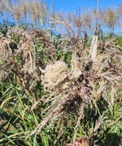 Alternative view of Miskant chiński 'Dread Locks' poj. 4L