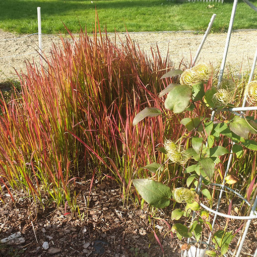 Imperata cylindryczna 'Red Baron' poj. 4L - obrazek 3