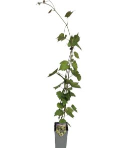 Alternative view of Winorośl Lilla WĘGIERSKI poj. 2L