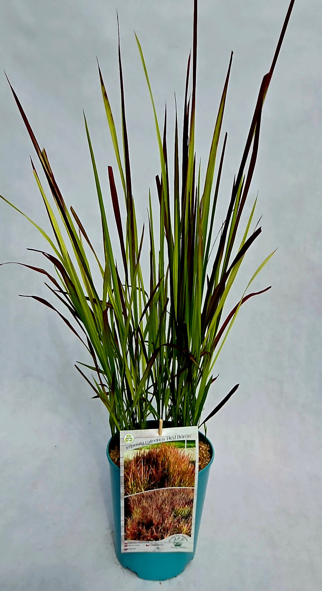 Imperata cylindryczna 'Red Baron' poj. 4L - obrazek 4
