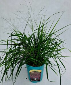 Miłka okazała poj. 4L