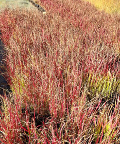 Alternative view of Imperata cylindryczna 'Red Baron' poj. 4L