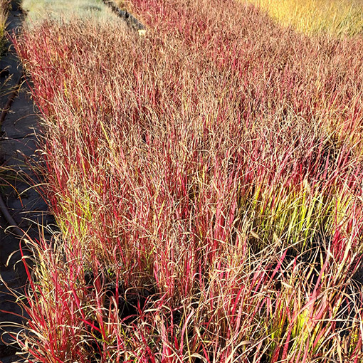 Imperata cylindryczna 'Red Baron' poj. 4L - obrazek 2