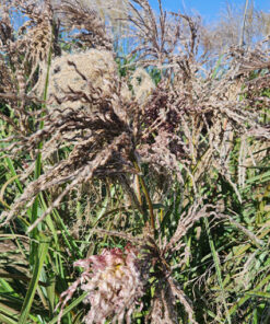 Miskant chiński 'Dread Locks' poj. 4L