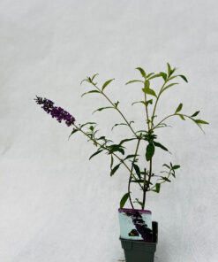 Budleja Dawida 'Black Knight' P9/C1