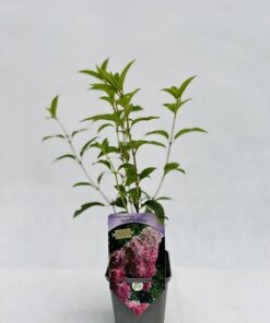 Hortensja bukietowa Vanille Frise w P9/C1