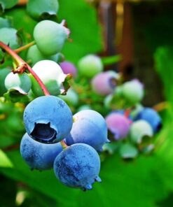 Alternative view of Borówka Amerykańska Chandler poj,2l