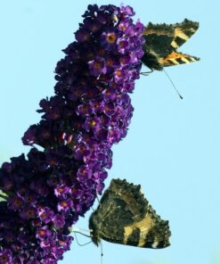 Alternative view of Budleja Dawida 'Black Knight' P9/C1