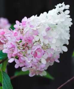 Alternative view of Hortensja bukietowa 'Pink Lady' poj, 2L