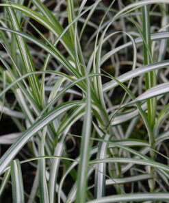 Turzyca palmowa Variegata poj, C2