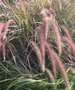 Rozplenica obca ‘Rubrum’ poj. C2