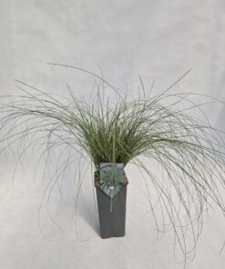 Alternative view of Turzyca włosista 'Frosted Curls' poj. 2L