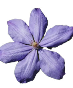 Alternative view of Clematis Mrs Cholmondeley (wielkokwiatowy) P9/C1