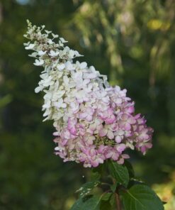 Hortensja bukietowa 'Pink Lady' poj, 2L