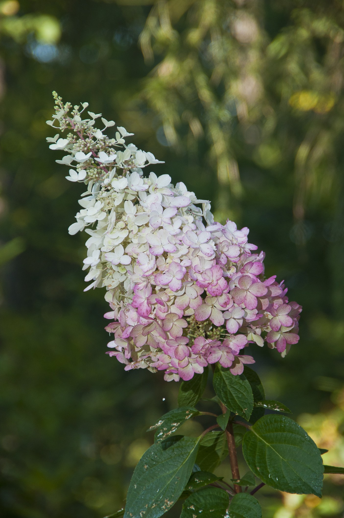 Hortensja bukietowa 'Pink Lady' poj, 2L