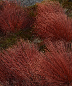 Turzyca buchanana 'Firefox' poj. 2L