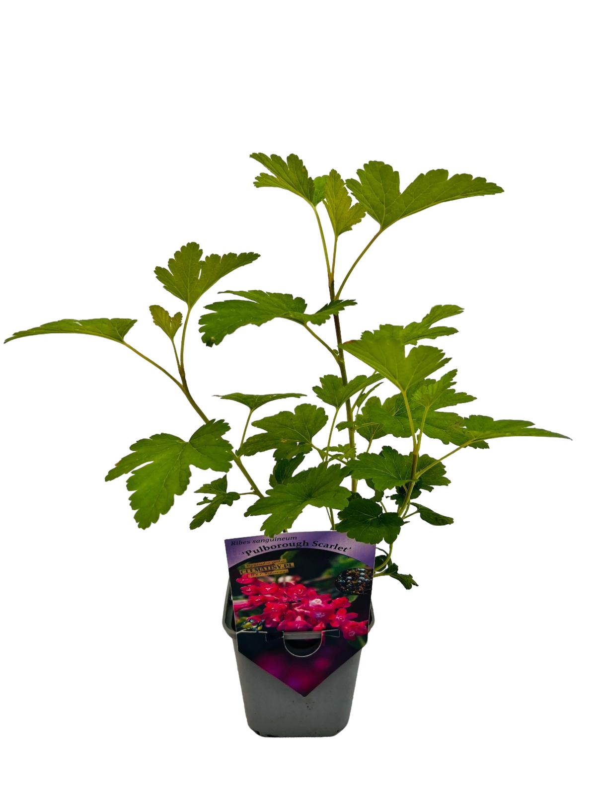 Porzeczka krwista 'Pulborough Scarlet' P9/C1 - obrazek 4