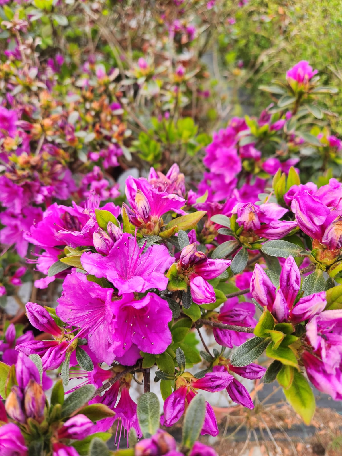 Rododendron (Azalia) 'Koningstein' poj, 2L - obrazek 4