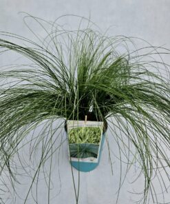 Alternative view of Turzyca włosista 'Frosted Curls' poj. 4L