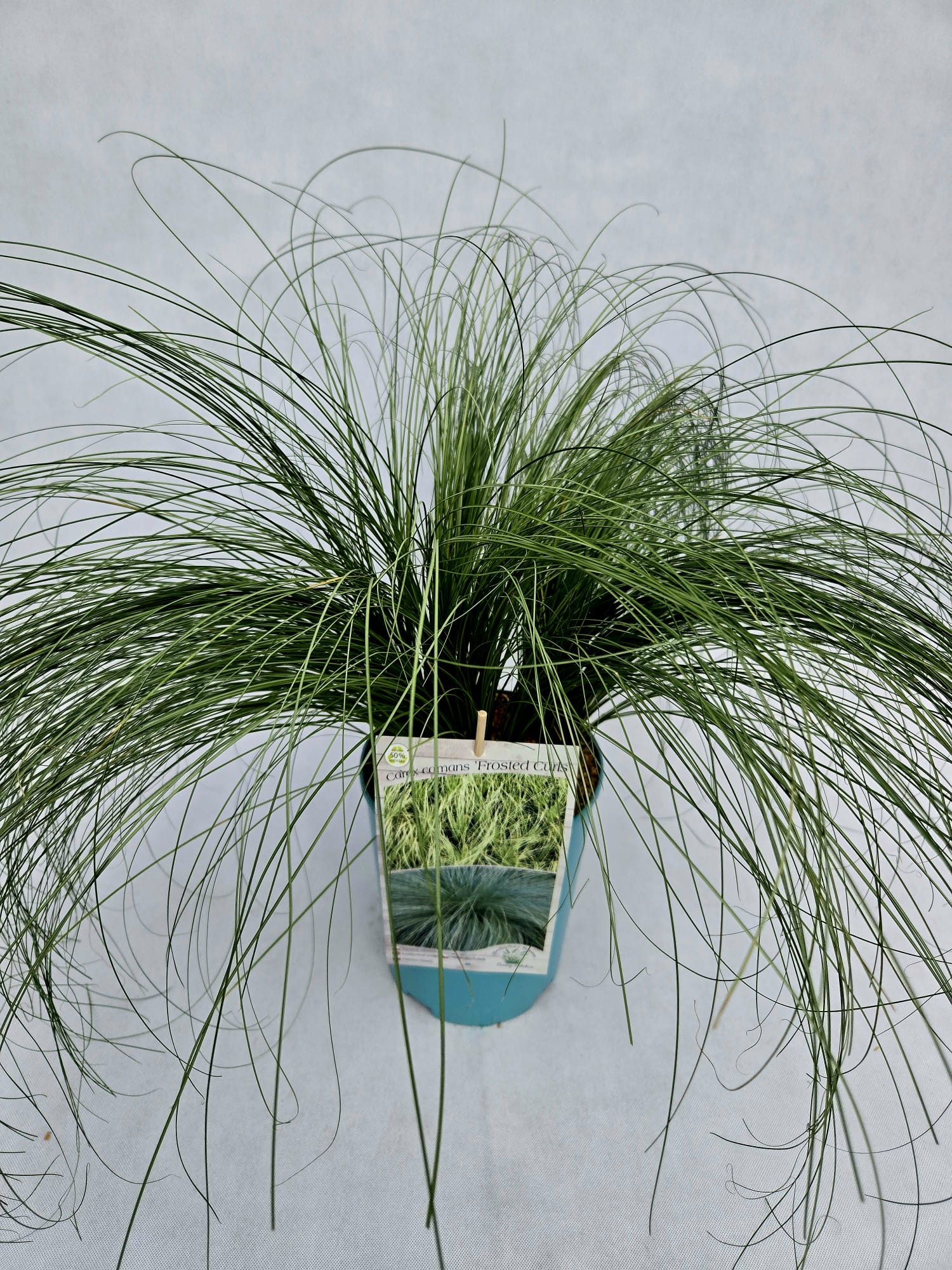 Turzyca włosista 'Frosted Curls' poj. 4L - obrazek 2