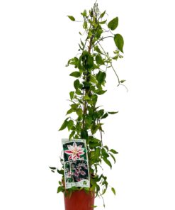 Alternative view of Clematis Andromeda (wielkokwiatowy) poj, 4L