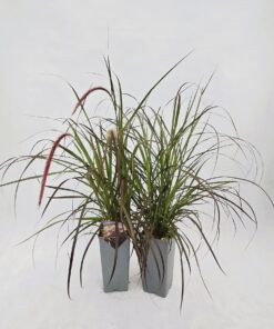 Alternative view of Rozplenica obca ‘Rubrum’ poj. C2